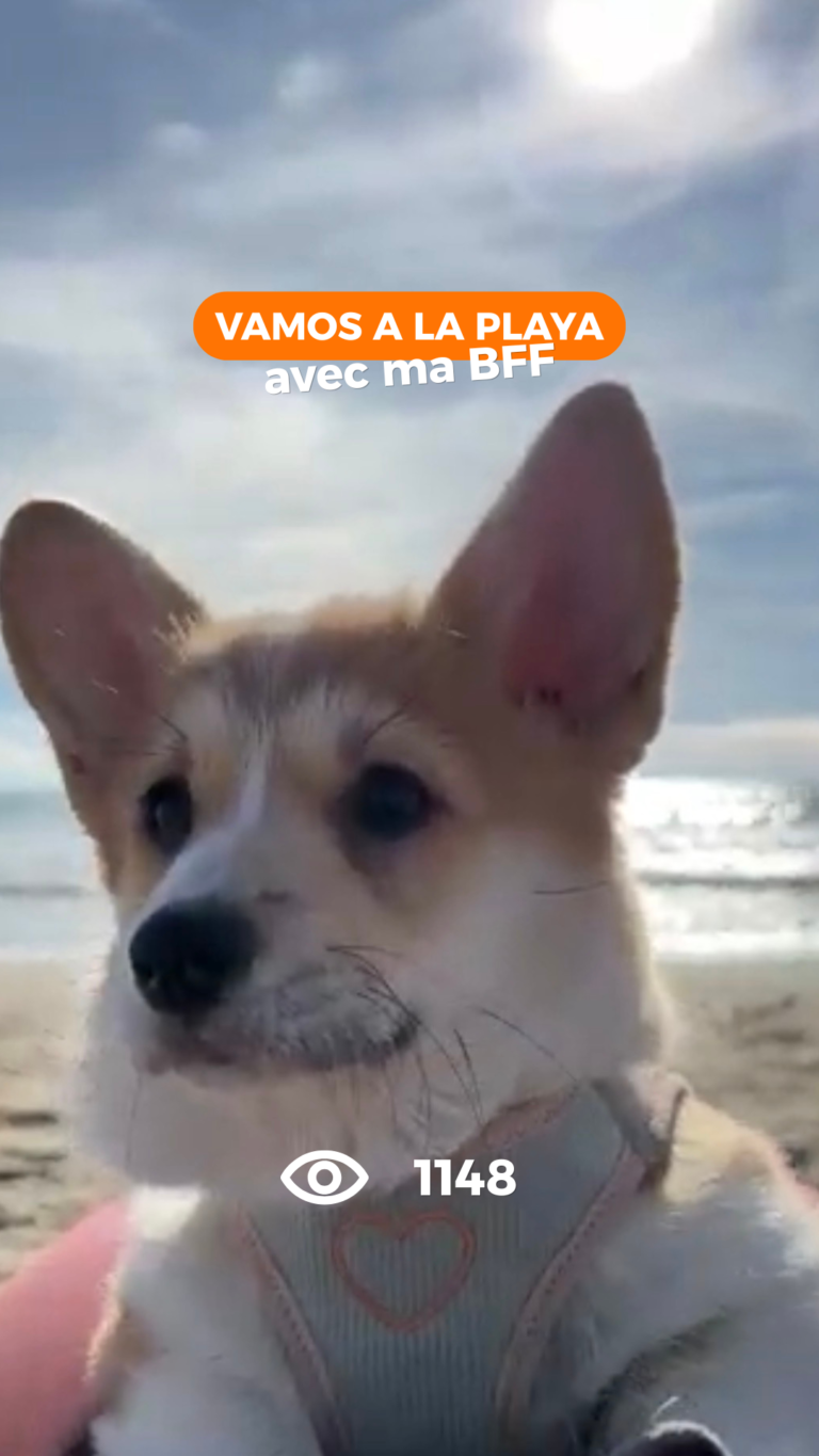 Instagram ma brenda corgi plage