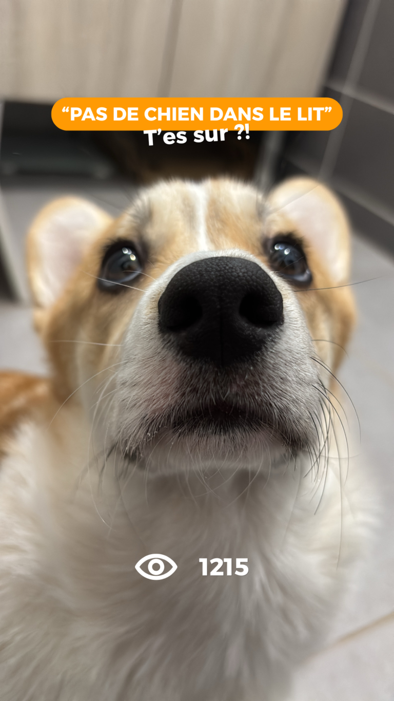 Instagram ma brenda corgi lit