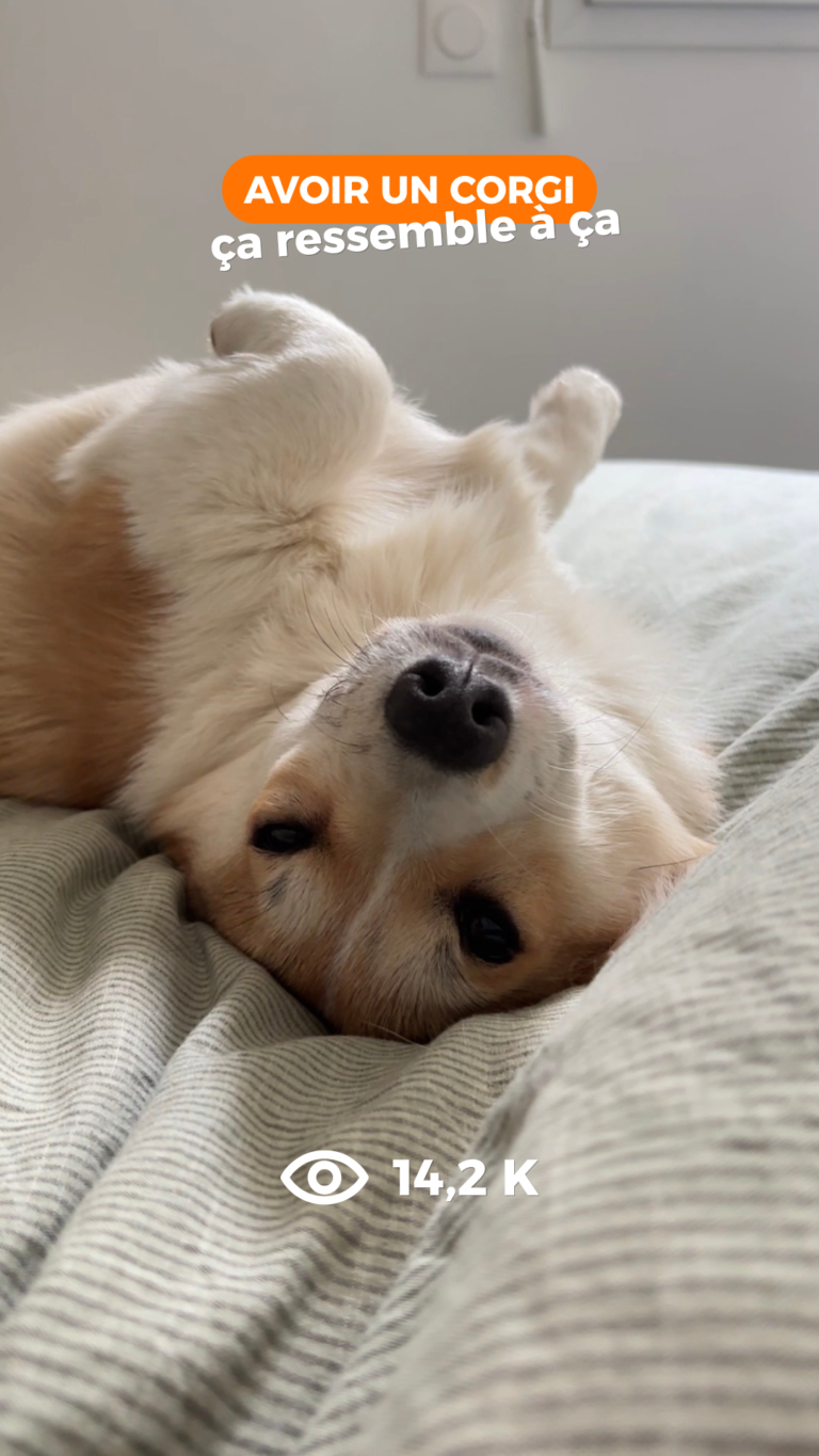 Instagram ma brenda corgi mignon